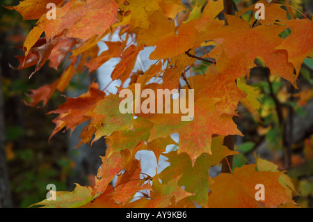 Autumn leaves, Canada. Stock Photo