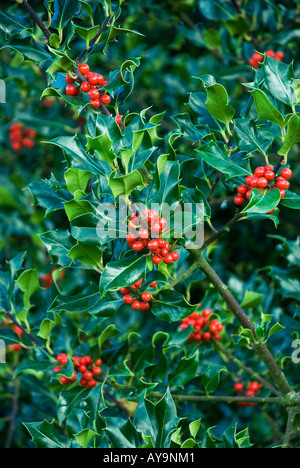 A holly tree in Autumn with a healthy crop of red berries Stock Photo