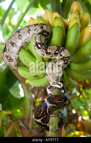 Boa constrictor snake in a banana tree in Florida with its forked Stock ...