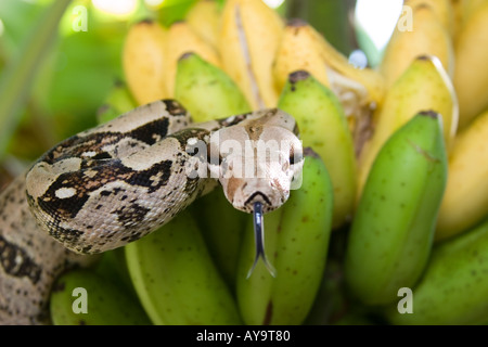 Boa constrictor snake in a banana tree in Florida with its forked ...