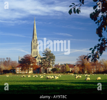Salisbury Cathedral in autumn evening light seen from the 'water meadows' with sheep grazing in foreground Stock Photo