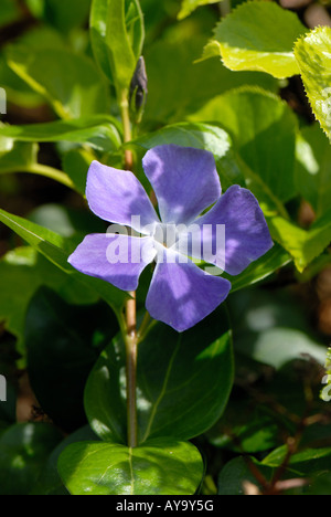 Greater periwinkle Vinca major blue flower in early spring Stock Photo