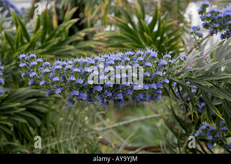 Blue Bugloss or Blueweed Echium webbii Boraginaceae Stock Photo