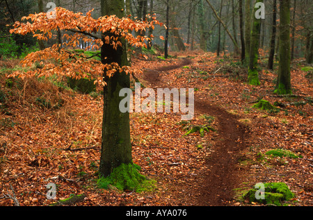 Curved Puddletown Woodland Path In Dorset county England UK Stock Photo