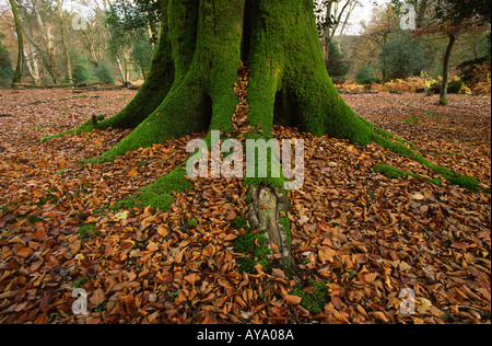 Moss Covered Beech Tree Standing in a Carpet of Autumn Leaves Stock Photo