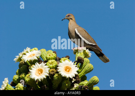 A vibrant close up image of a Saguaro cactus in bloom. A desert Dove is perched on top. Stock Photo