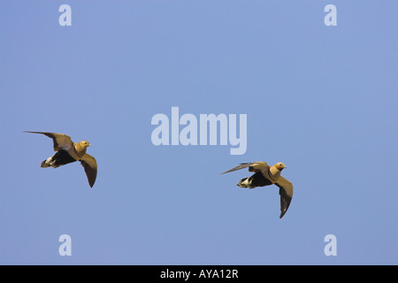 Black-bellied Sandgrouse Pterocles orientalis pair flying towards reservoir to drink in desert on Fuerteventura in March. Stock Photo
