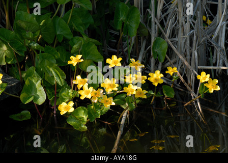 Kingcup or marsh marigold Caltha palustris flowers in spring in garden pond Stock Photo