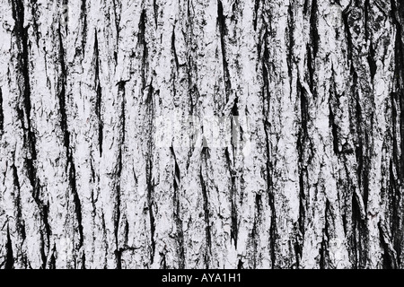 Tree Bark Close Up Central Park Manhattan New York City Stock Photo