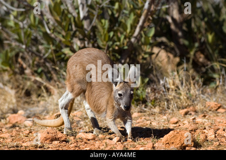 'Joe' Young Big red Kangaroo, Macropus rufus (juvenile) Stock Photo