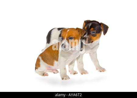 Two seven week old Jack Russell Terrier puppies on white background one standing one seated facing right. JMH1979 Stock Photo