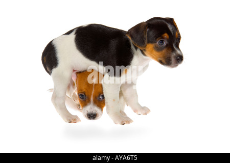 Two seven week old Jack Russell Terrier puppies on white background one standing the other squeezing underneath legs. JMH1980 Stock Photo