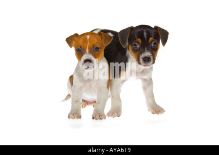 Two seven week old Jack Russell Terrier puppies on white background standing facing camera. JMH1981 Stock Photo