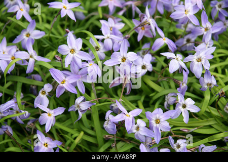 Spring Starflower, Ipheion uniflorum, Violaceum, Alliaceae, Liliaceae Stock Photo