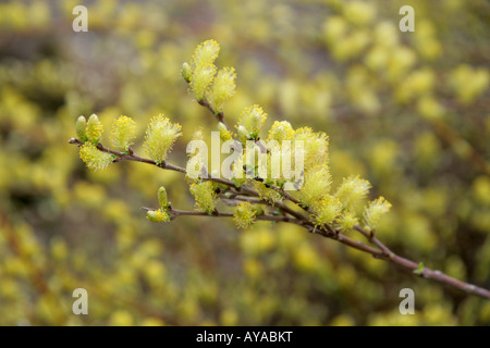 Creeping Willow Catkins, Salix repens, Irideae, Salicaceae Stock Photo