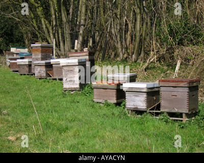 Beehives in Hollows Wood Chelsfield Bromley London England UK Stock Photo