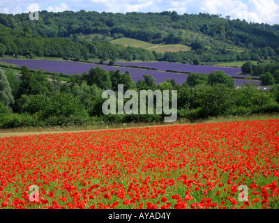 Poppy field in the foreground with field of Lavender in the distance Darent Valley Kent England UK Stock Photo