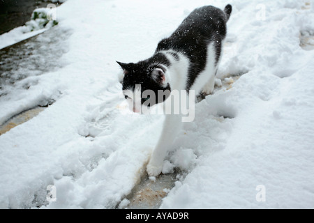 England, UK. A Black and white domestic cat (Felis catus) walking through snow at Christmas Stock Photo