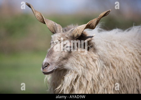Wallachian sheep - Ovis aries strepsiceros hungaricus Stock Photo