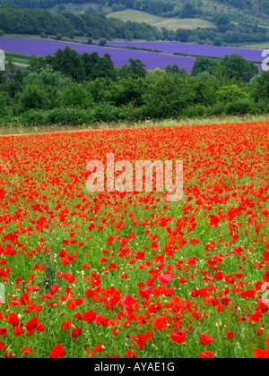 Poppy field in the foreground with field of Lavender in the distance Darent Valley Kent England UK Stock Photo