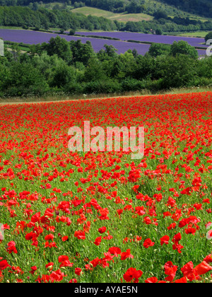 Poppy field in the foreground with field of Lavender in the distance Darent Valley Kent England UK Stock Photo