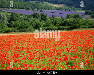 Poppy field in the foreground with field of Lavender in the distance Darent Valley Kent England UK Stock Photo