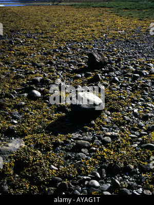 Bladder Wrack covering  the exposed shoreline of Loch Long Arrochar, Argyll Scotland Stock Photo