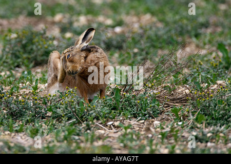 Brown hare Lepus europaeus scratching Therfield Hertfordshire Stock Photo