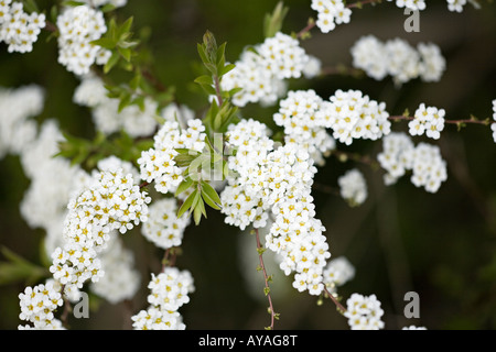 Spiraea x cinerea Grefsheim flowering in spring Stock Photo