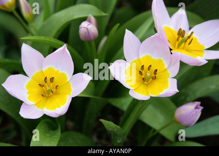 Tulipa bakeri Lilac Wonder Liliaceae Stock Photo