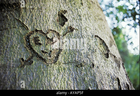 eingeritztes-herz-in-baum-stock-photo-alamy