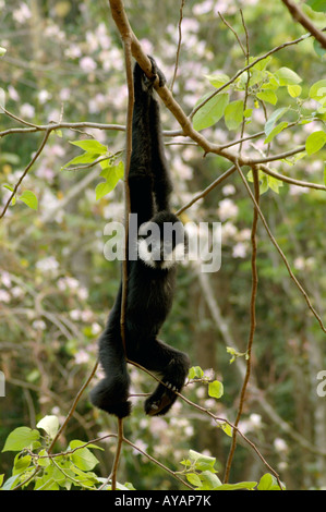 Chinese white cheeked gibbon Hylobates leucigenys H concolor swinging in tree Yunnan China has outsized arms & hook like fingers Stock Photo