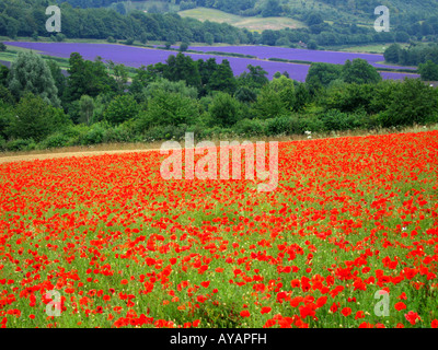 Poppy field in the foreground with field of Lavender in the distance Darent Valley Kent England UK Stock Photo