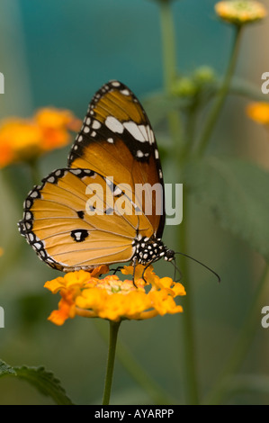 Monarch butterfly Danaus Anosia chrysippus feeding on Lantana flower Yunnan China Stock Photo