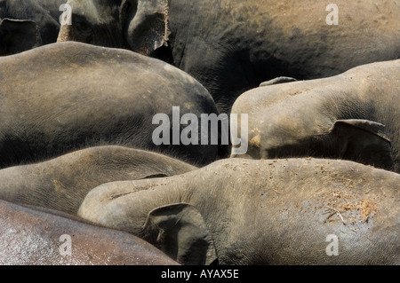 Herd of elephants in the river at Pinnawala Elephant Sanctuary, Sri Lanka. Stock Photo