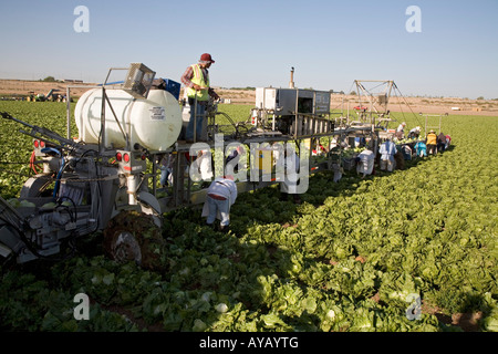 Mexican workers harvest lettuce on Arizona farm Stock Photo