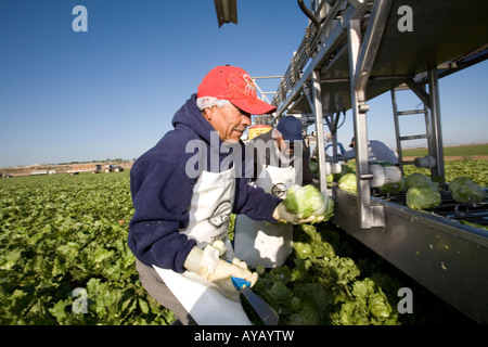 Mexican workers harvest lettuce on Arizona farm Stock Photo