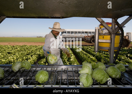 Mexican workers harvest lettuce on Arizona farm Stock Photo