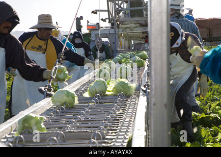 Mexican workers harvest lettuce on Arizona farm Stock Photo