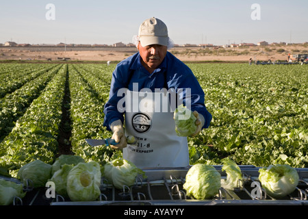 Mexican workers harvest lettuce on Arizona farm Stock Photo