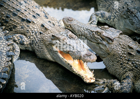 Crocodiles 3 years old babies Australia Stock Photo