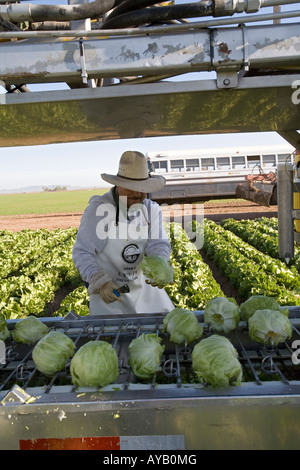 Mexican workers harvest lettuce on Arizona farm Stock Photo