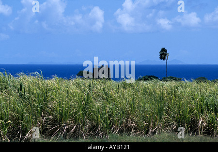 Sugar cane growing in St Kitts in the caribbean Stock Photo