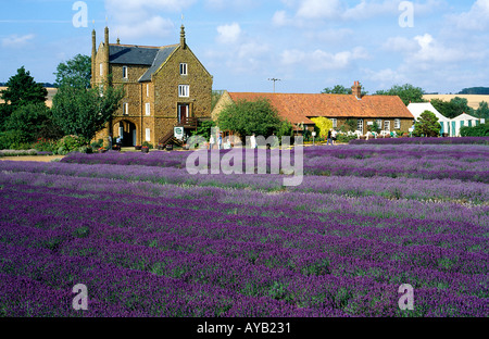 Lavender Farm at Heacham Norfolk England Stock Photo