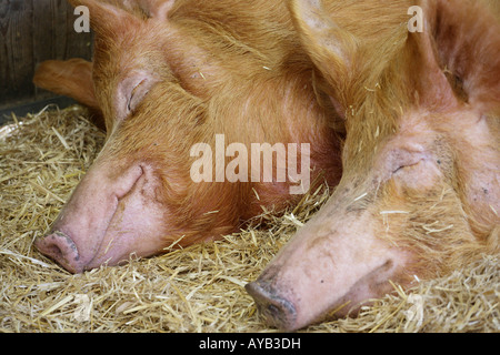 Happy Tamworth Pigs. Stock Photo