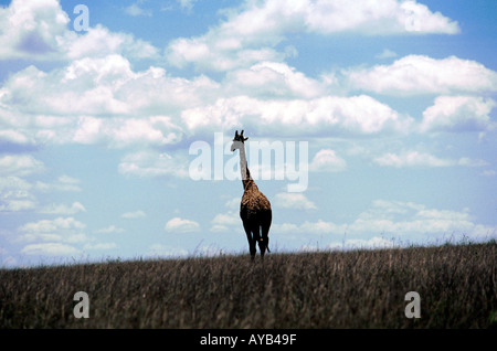 Giraffe at Nairobi National Park Kenya Stock Photo