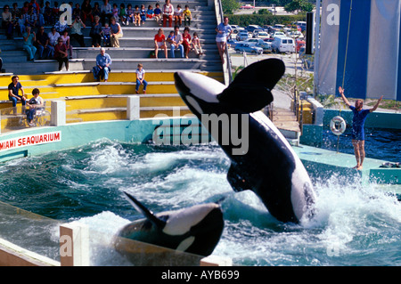 Miami Killer whales at the Seaquarium on Key Biscayne Stock Photo