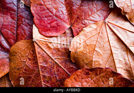 A texture of leathery autumnal / fall leaves in classic autumnal / fall ...