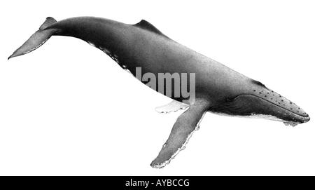 Humpback Whale (Megaptera novaeangliae), drawing Stock Photo