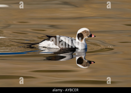 Drake Long-tailed Duck, Clangula hyemalis, in winter plumage Stock Photo